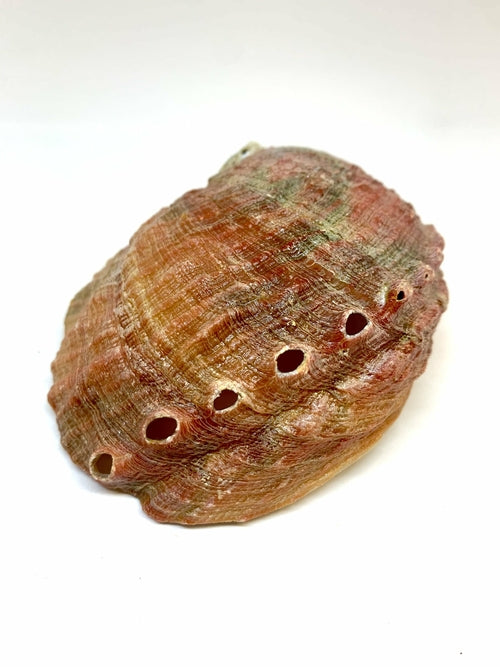 Muschel Räucherstäbchen-Halter